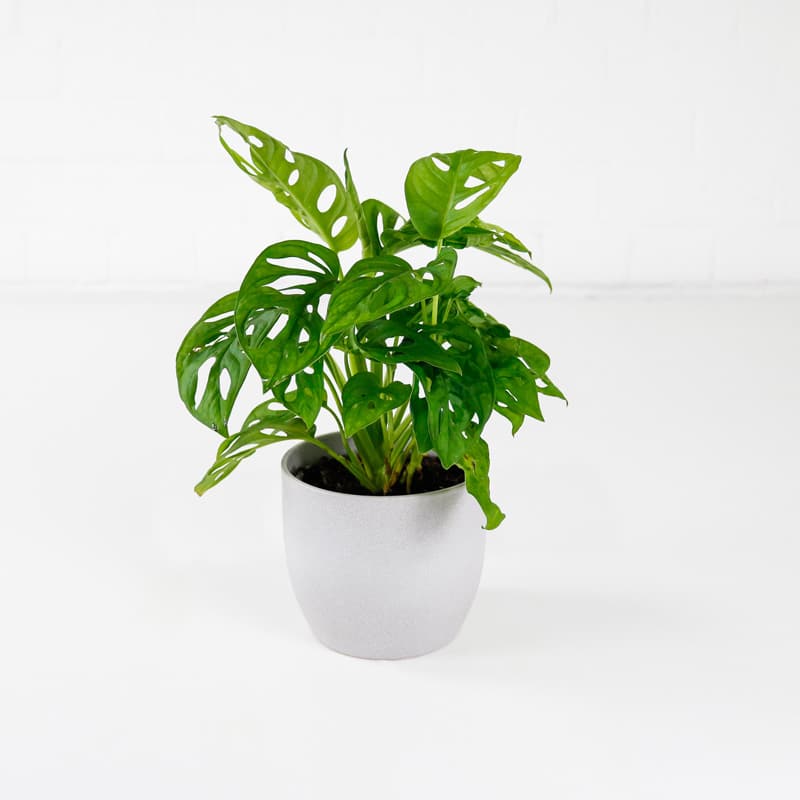 monkey mask plant monstera