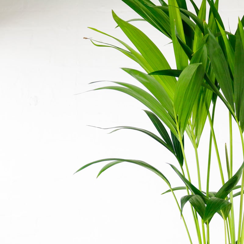 kentia palm howea fosteriana