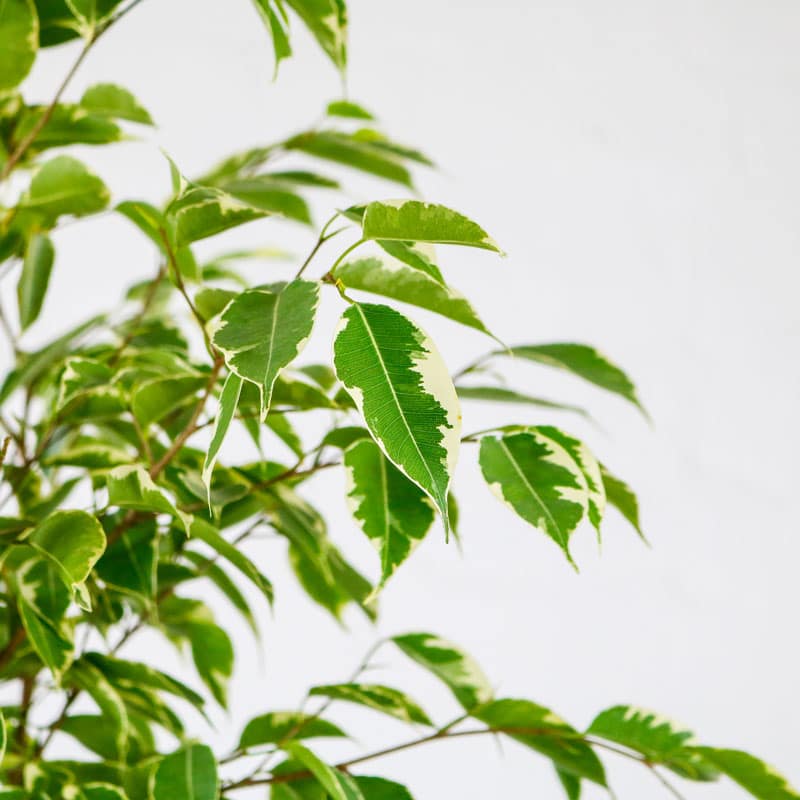 weeping fig golden king