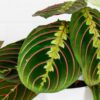 Prayer Plant Maranta buy online delivery