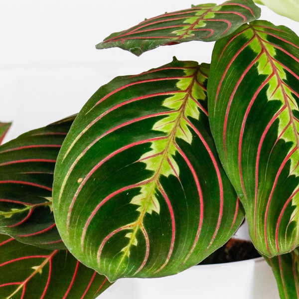Prayer Plant Maranta buy online delivery