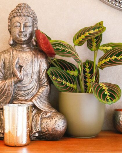 houseplant care guide