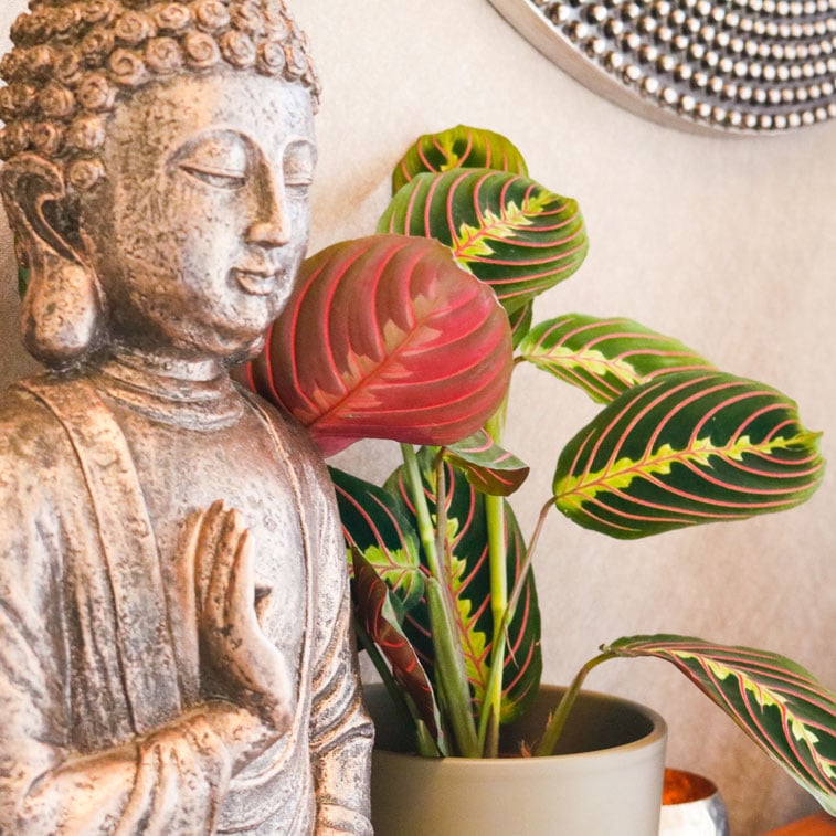 Prayer Plant Maranta Leuconeura 1