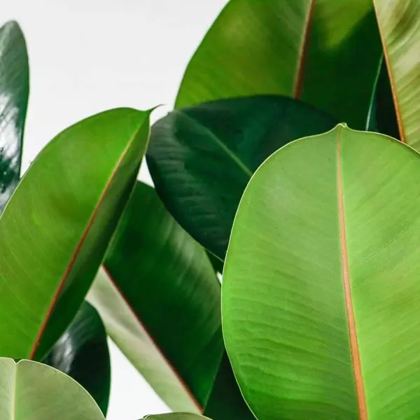 Rubber Plant large 4