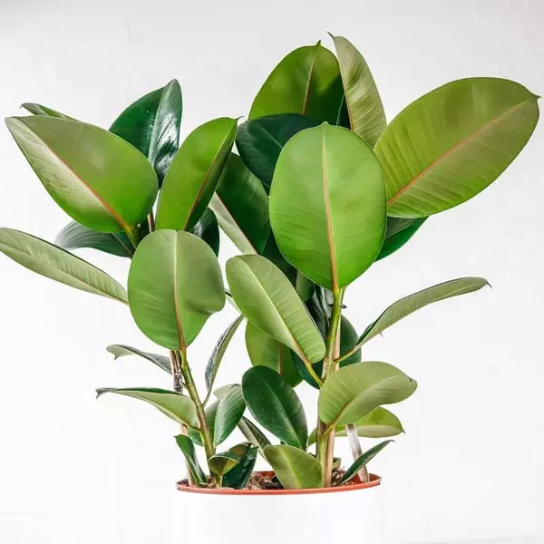 Rubber Plant large 5