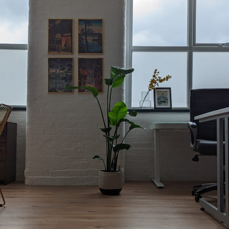 Bird of Paradise Plant