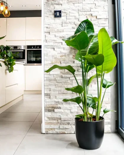 Bird of Paradise Plant