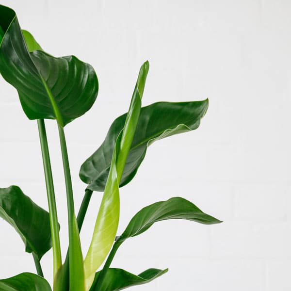 bird of paradise plant small