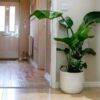 bird of paradise strelitzia best house plant uk large