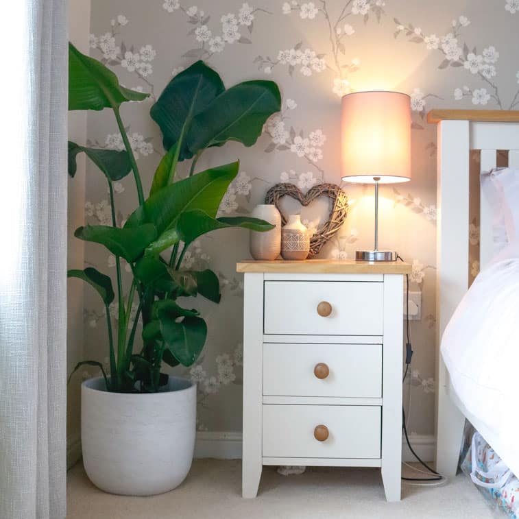 bird of paradise strelitzia best house plant uk large