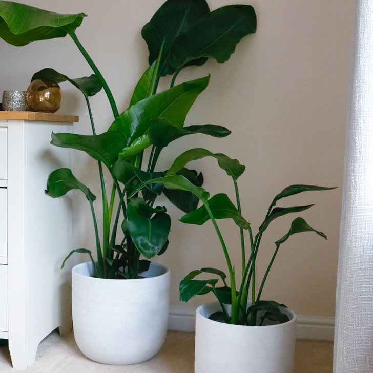 bird of paradise strelitzia best house plant uk large