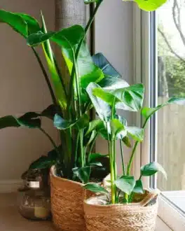 Bird of Paradise Plant