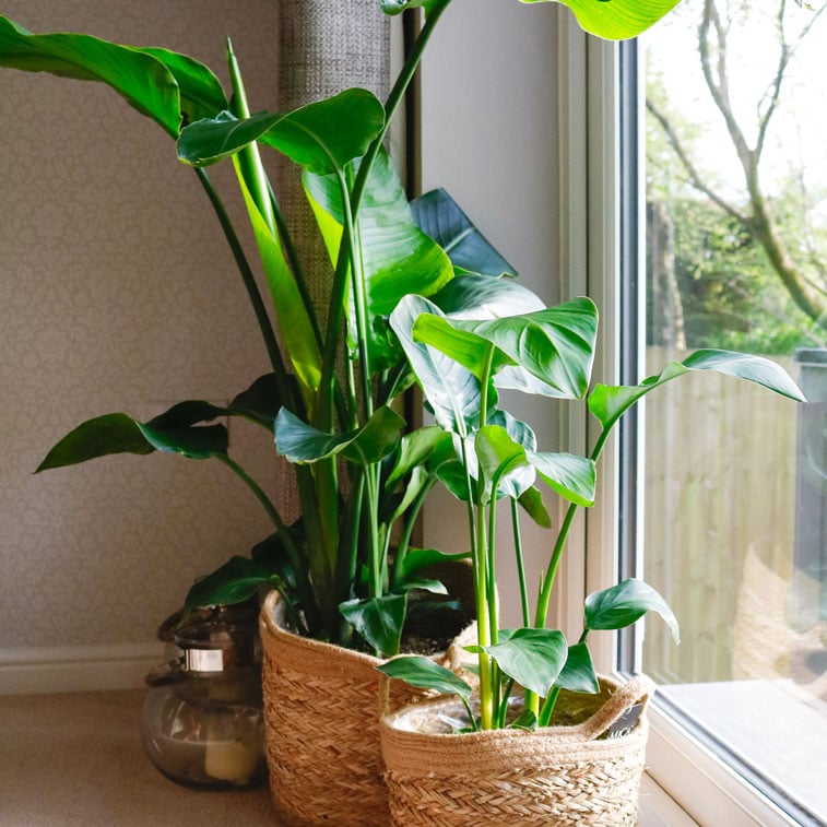 bird of paradise strelitzia best house plant uk large