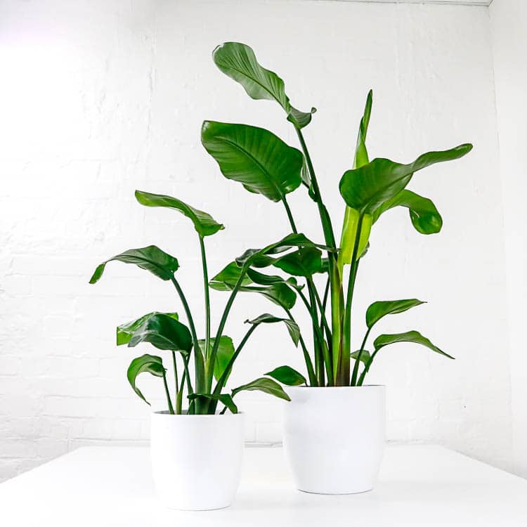 bird of paradise plant strelitzia nicolai