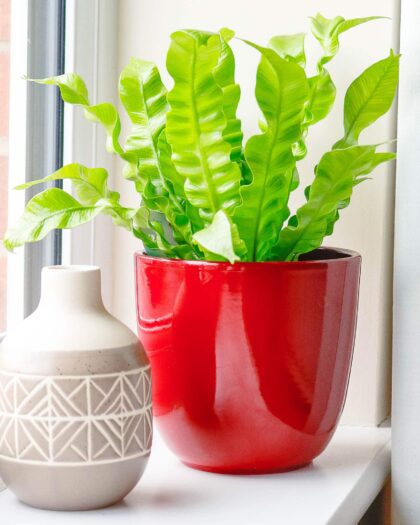 birds nest fern asplenium nidus