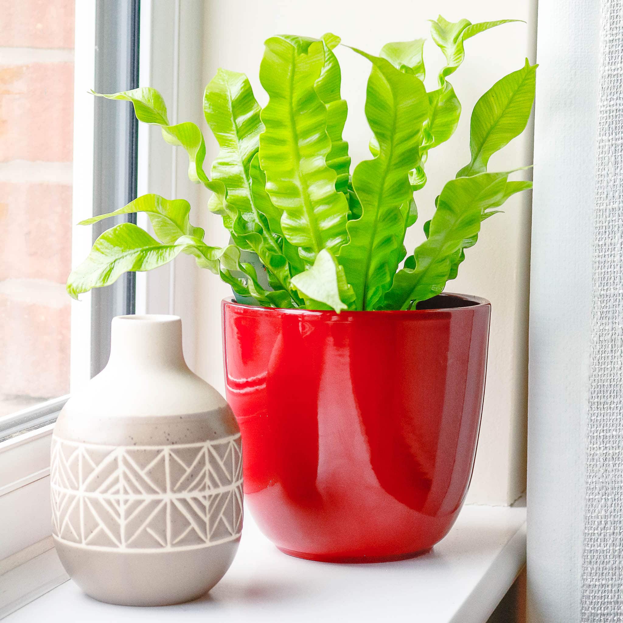 birds nest fern asplenium nidus