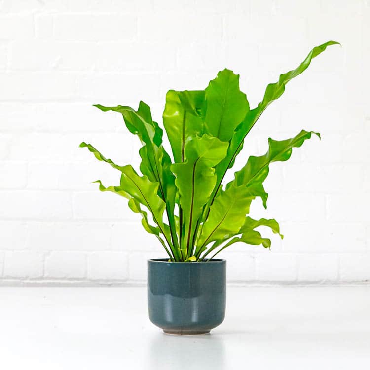 birds nest fern asplenium nidus