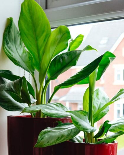 chinese evergreen aglaonema silver bay