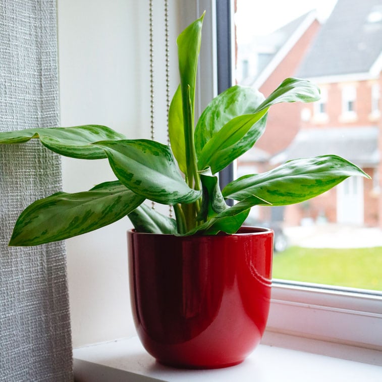chinese evergreen aglaonema silver bay