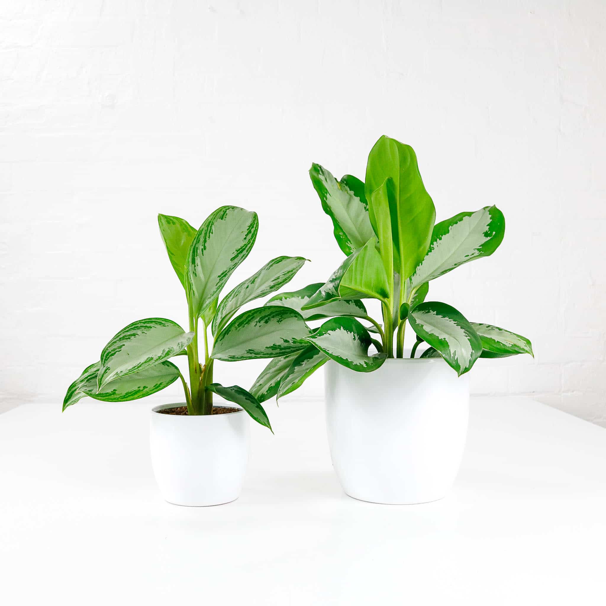 chinese evergreen aglaonema silverbay