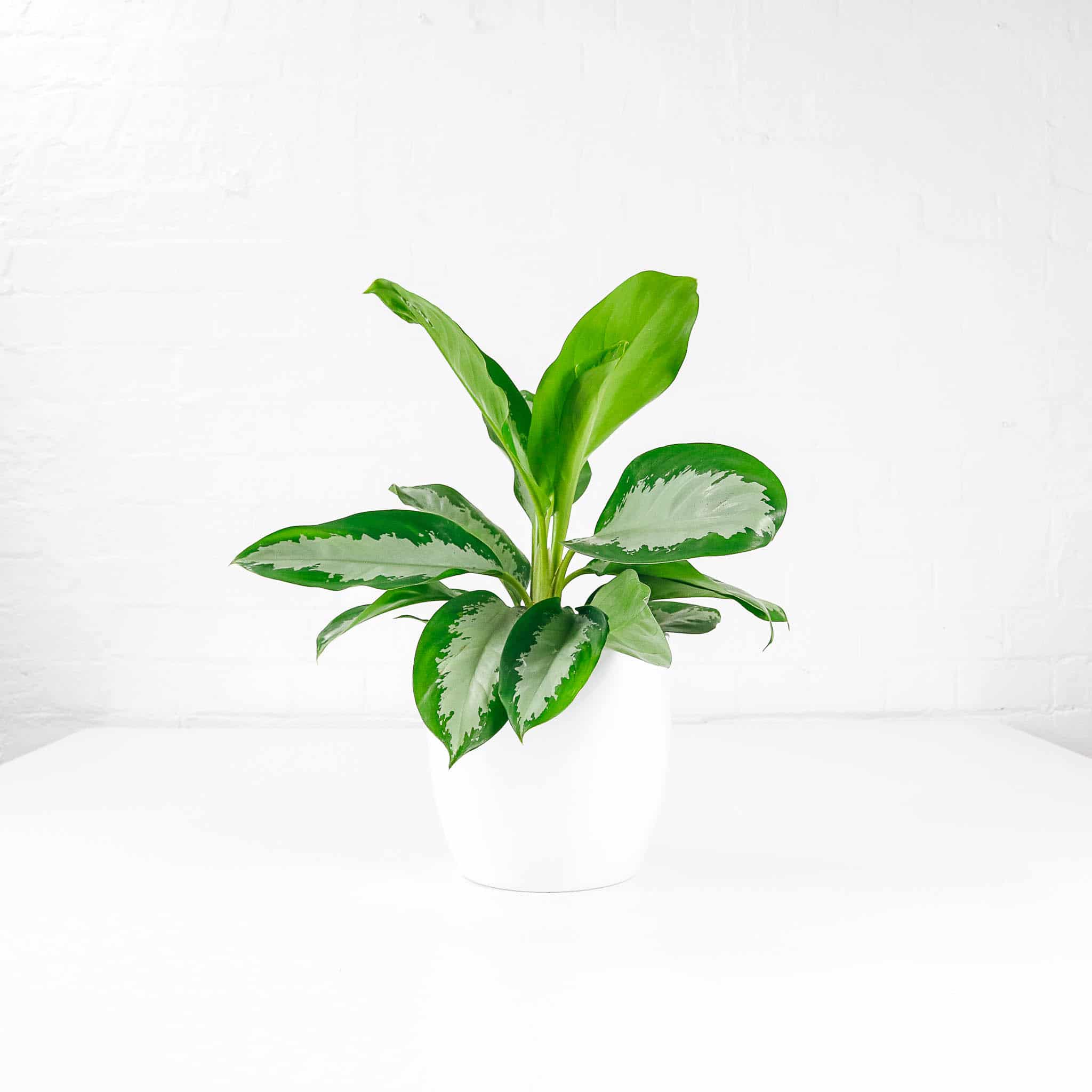 chinese evergreen aglaonema silverbay
