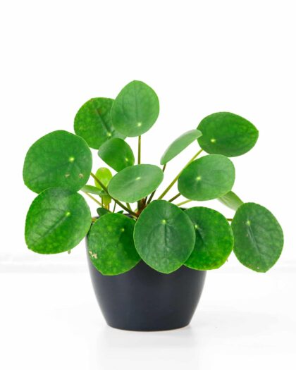 chinese money plant Pilea Peperomiodes