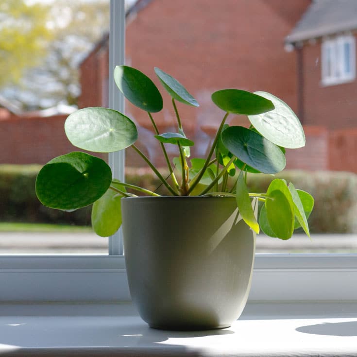 chinese money plant pilea peperomiodes