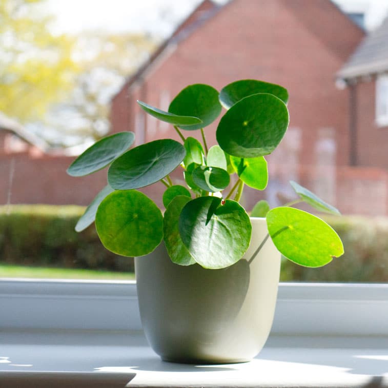 chinese money plant pilea peperomiodes