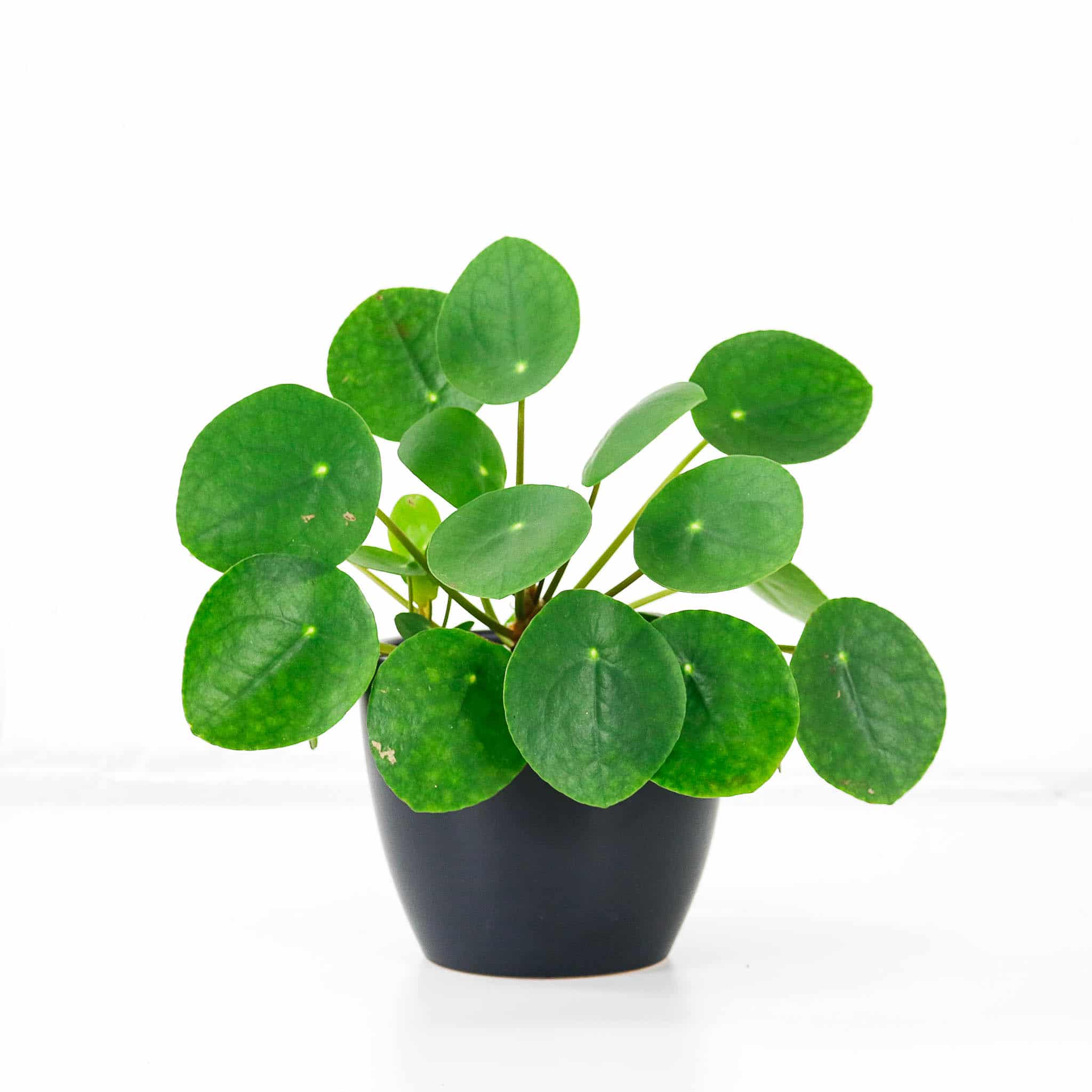 chinese money plant Pilea Peperomiodes