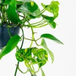 unkilable house plant