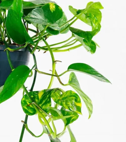 unkilable house plant