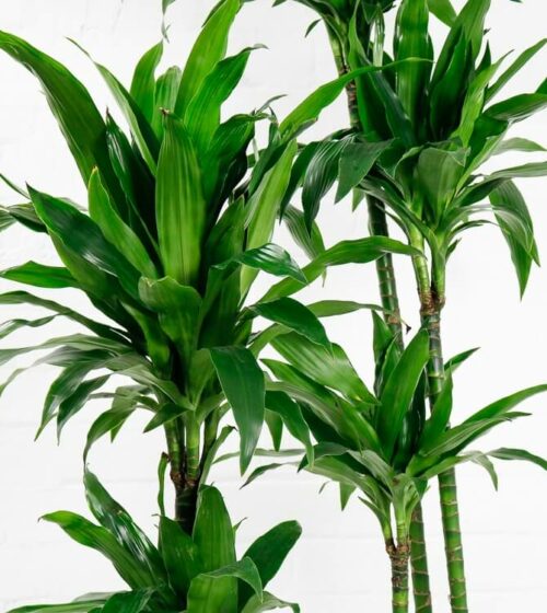 dracaena fragrans janet craig 5