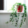 english ivy hedera helix hanging climbing trailing plant