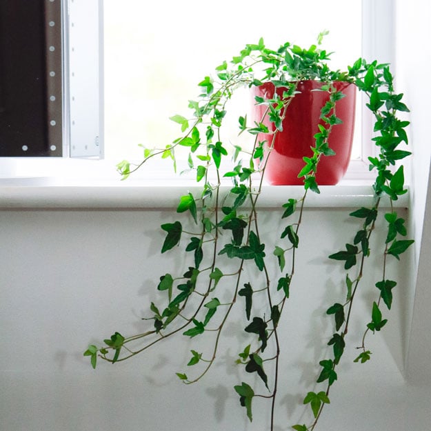 english ivy hedera helix hanging climbing trailing plant
