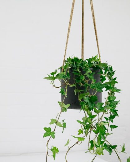 english ivy hedera helix-1-2