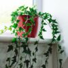 english ivy hedera helix hanging climbing trailing plant