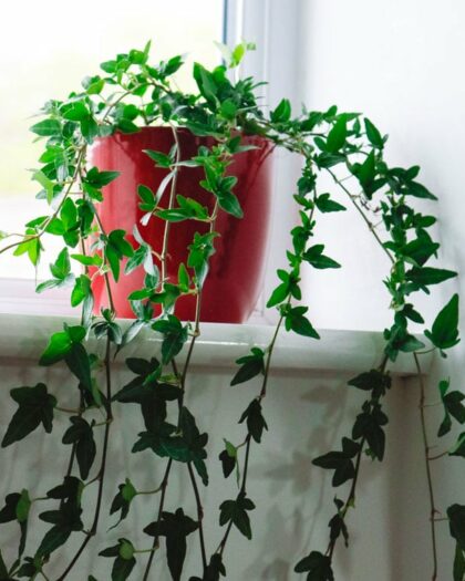 english ivy hedera helix hanging climbing trailing plant