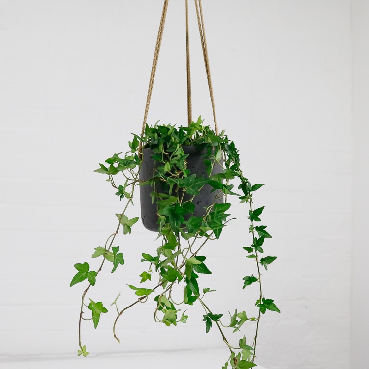 english ivy hedera helix