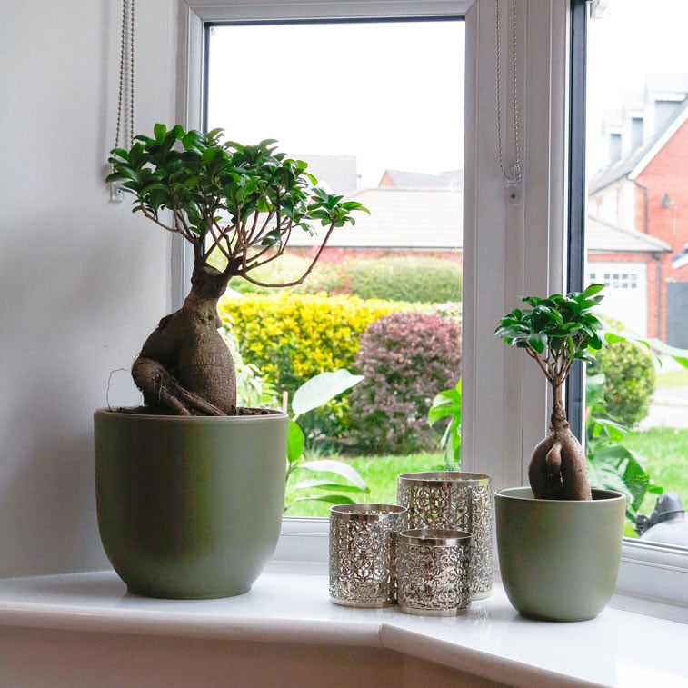 ficus microcarpa ginseng bonsai tree uk