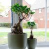 ficus microcarpa ginseng bonsai tree uk