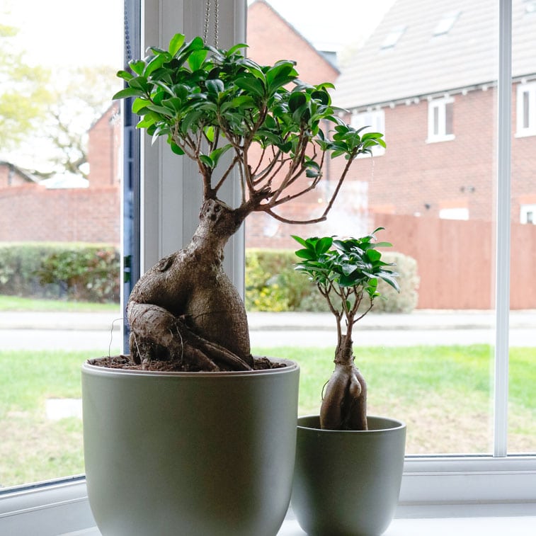 ficus microcarpa ginseng bonsai tree uk