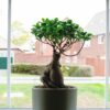 ficus microcarpa ginseng bonsai tree uk