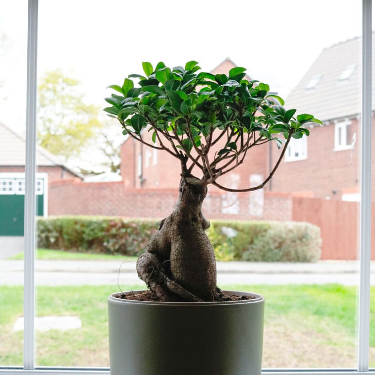 ficus microcarpa ginseng bonsai tree uk