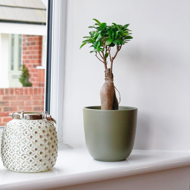 ficus microcarpa ginseng bonsai tree uk