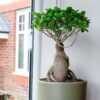 ficus microcarpa ginseng bonsai tree uk