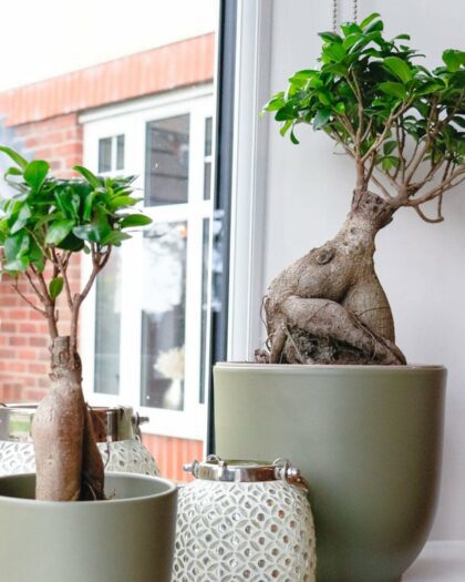 ficus microcarpa ginseng bonsai tree uk