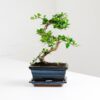 fukien tea bonsai carmona retusa