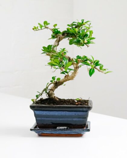 fukien tea bonsai carmona retusa