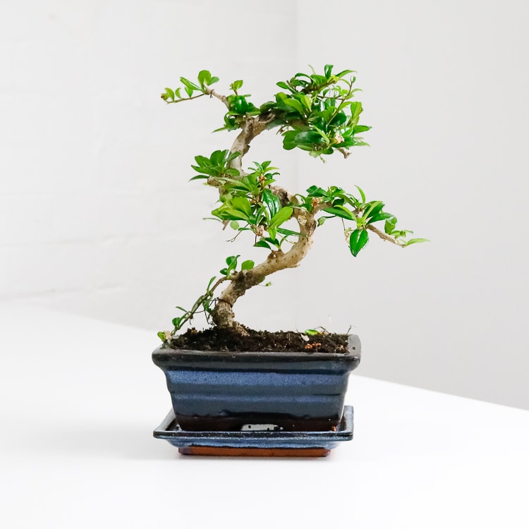 fukien tea bonsai carmona retusa