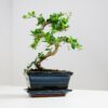 fukien tea bonsai carmona retusa